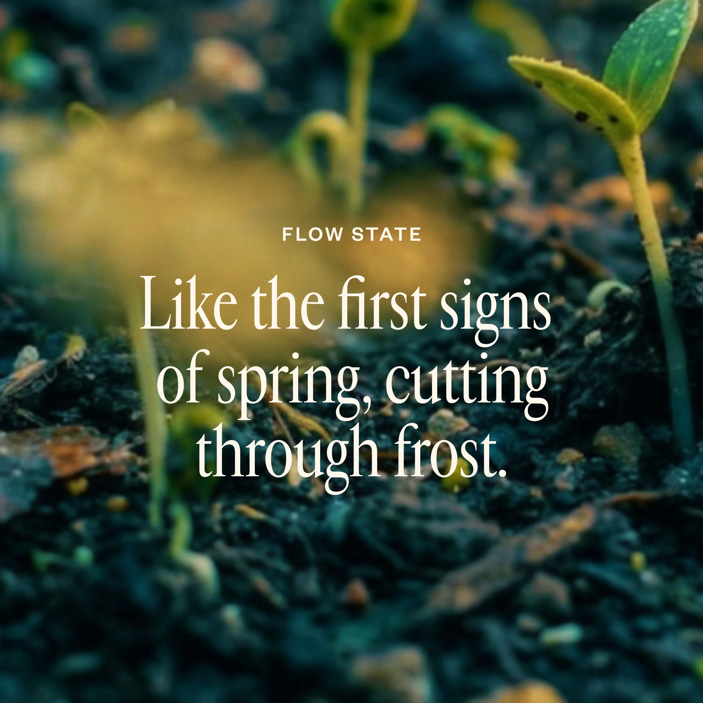 Spring Refresh Diffuser Bundle - Image 6