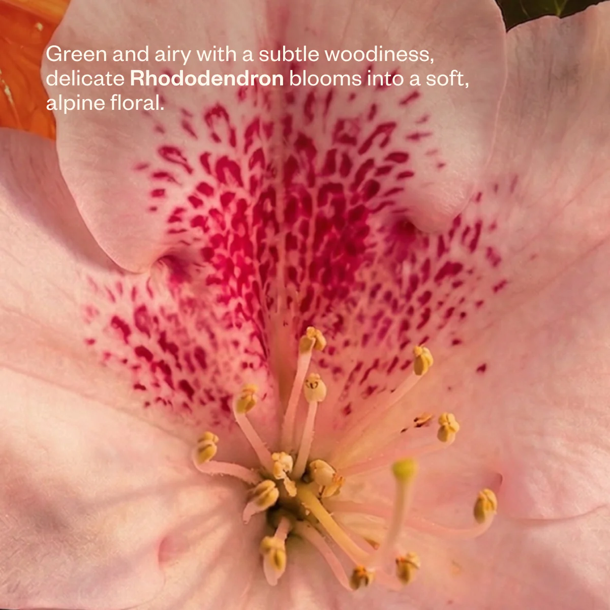 Bloom Bliss - Image 6