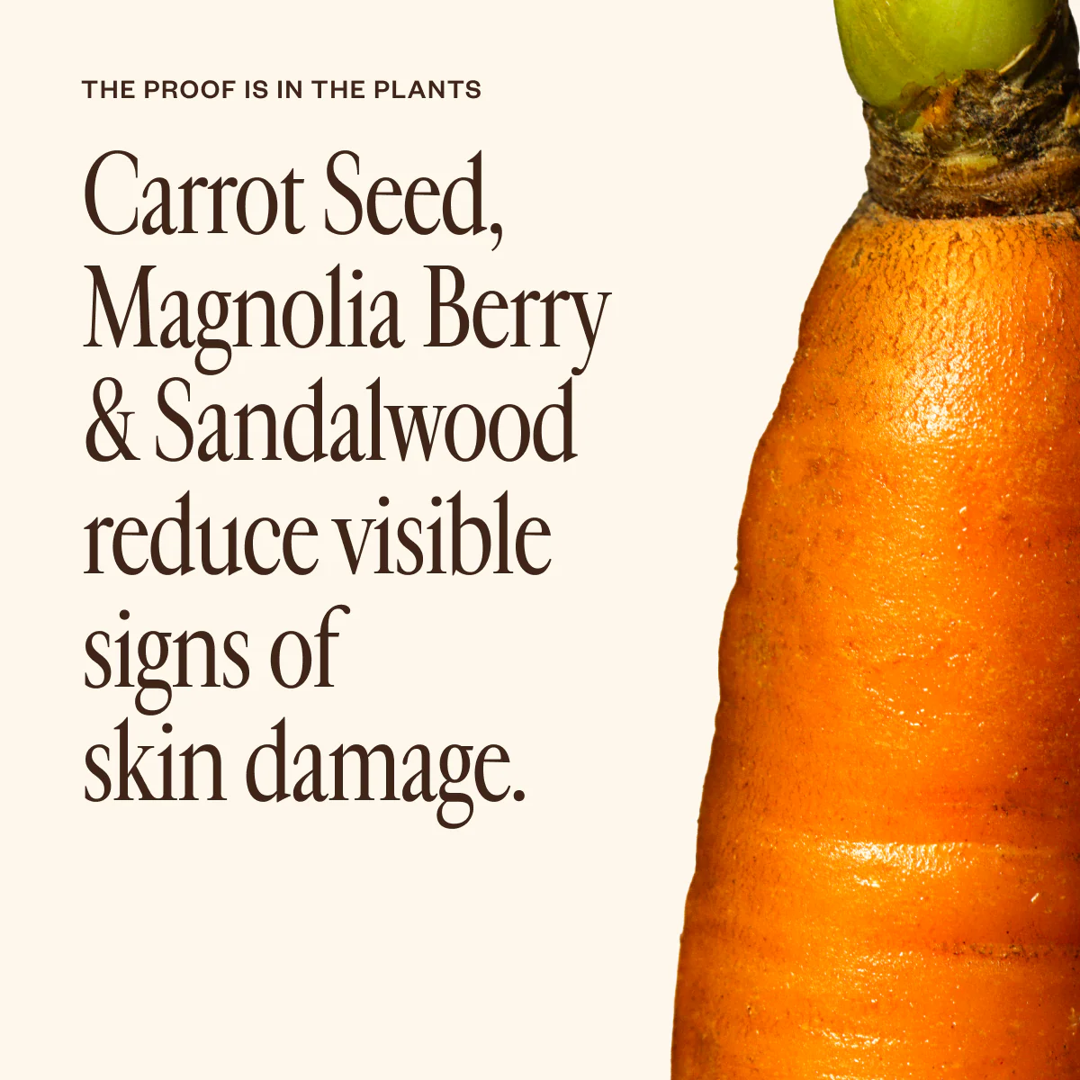 Dermedial™ Carrot+ - Image 3