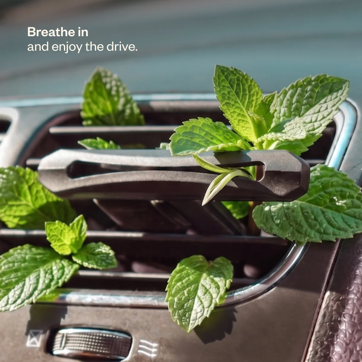Drive Refreshed - Image 10