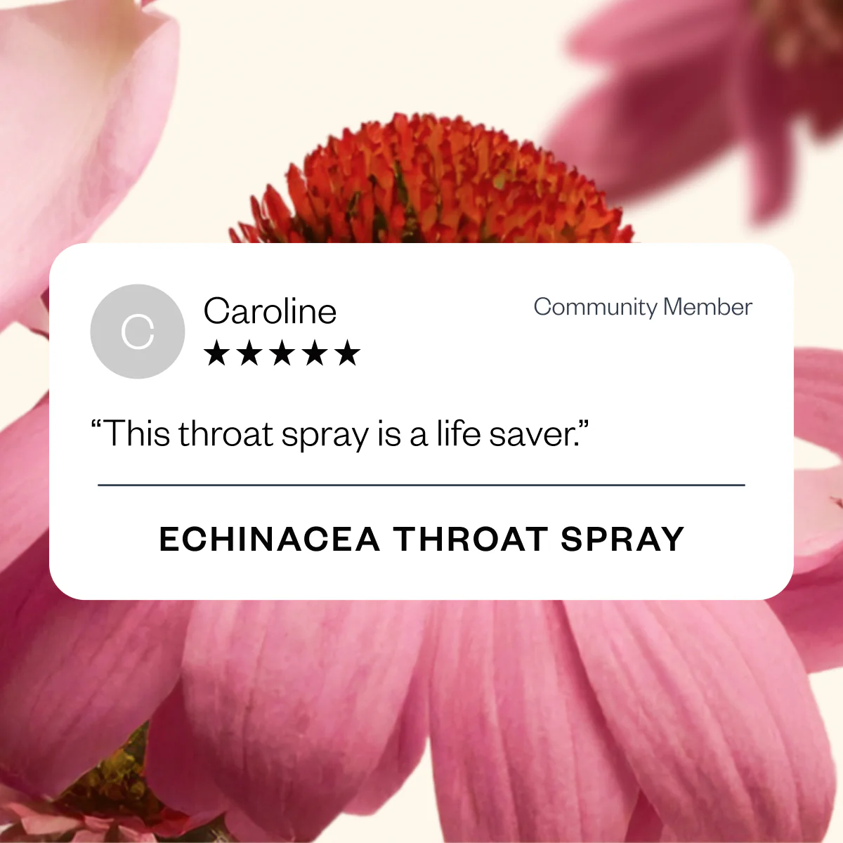 Echinacea - Image 4