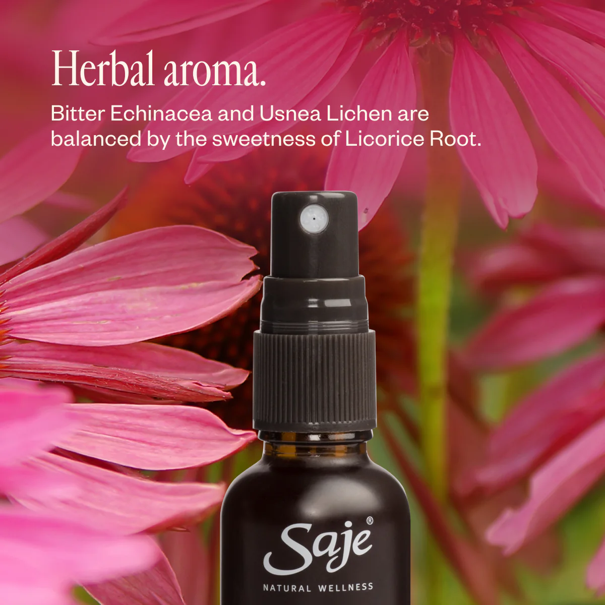 Echinacea - Image 6