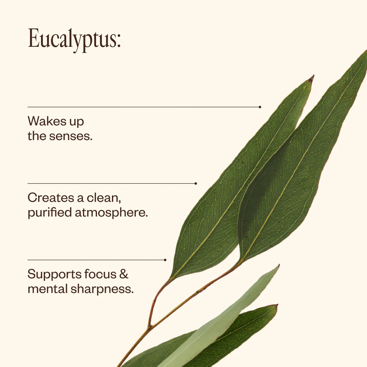 Eucalyptus Oil - Image 4