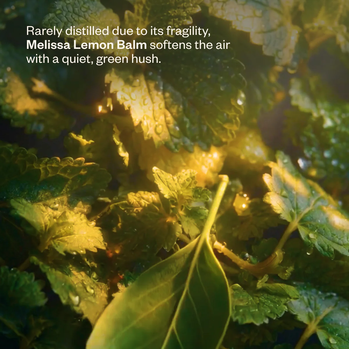 Flow State - Image 5