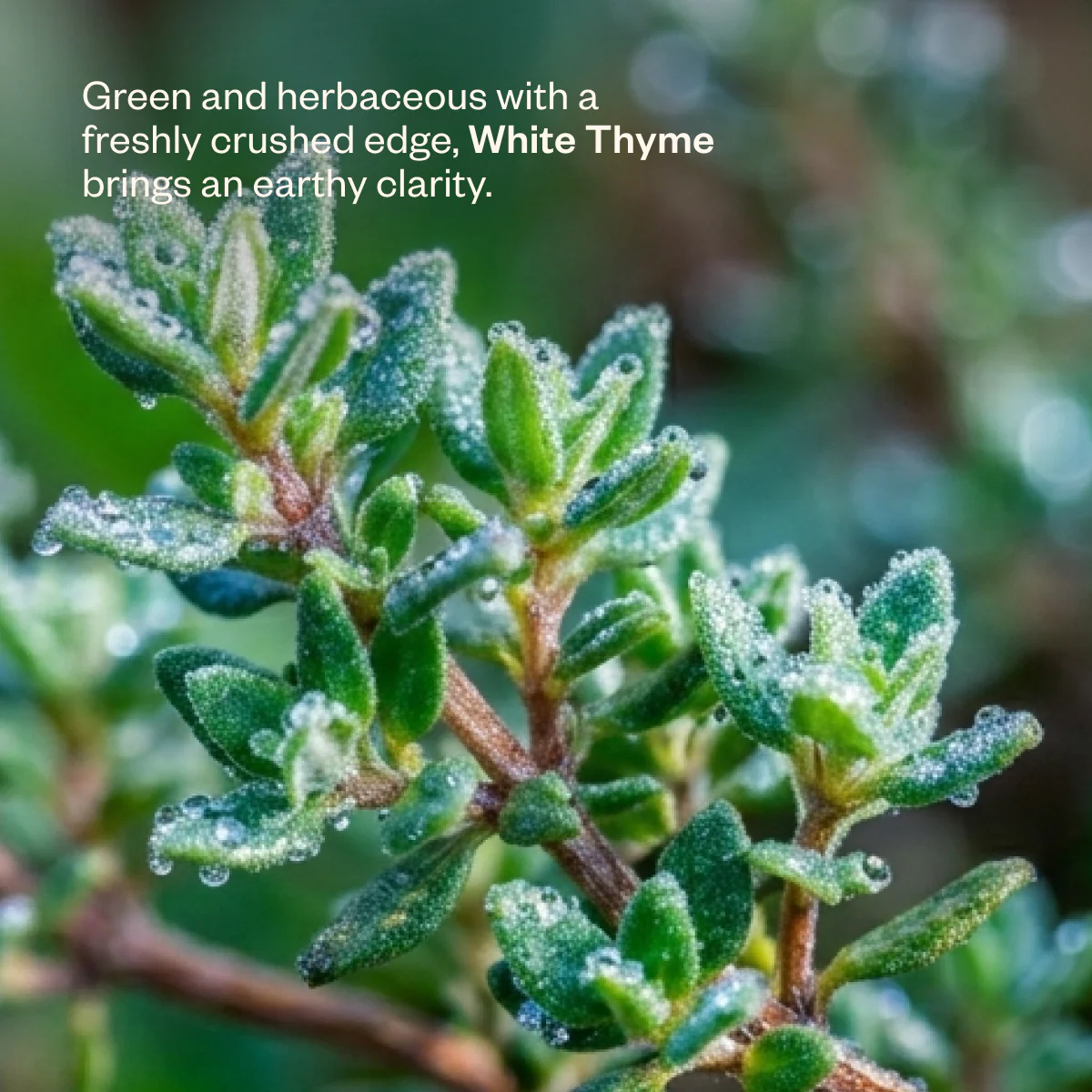 Fresh Air - Image 6