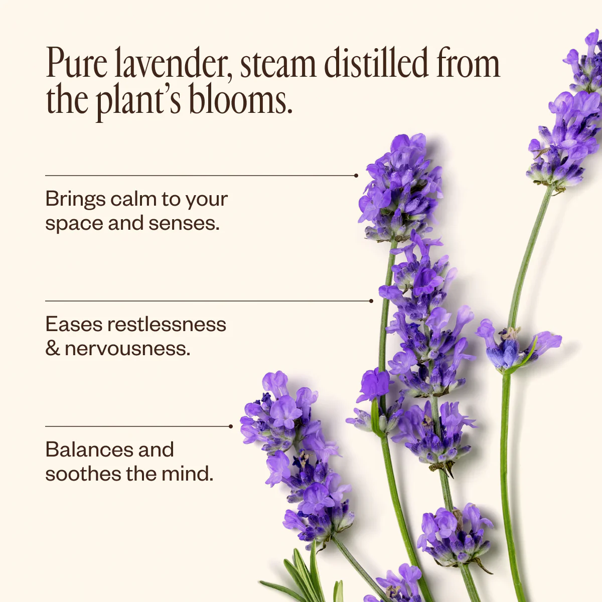 Lavender Oil - Image 4