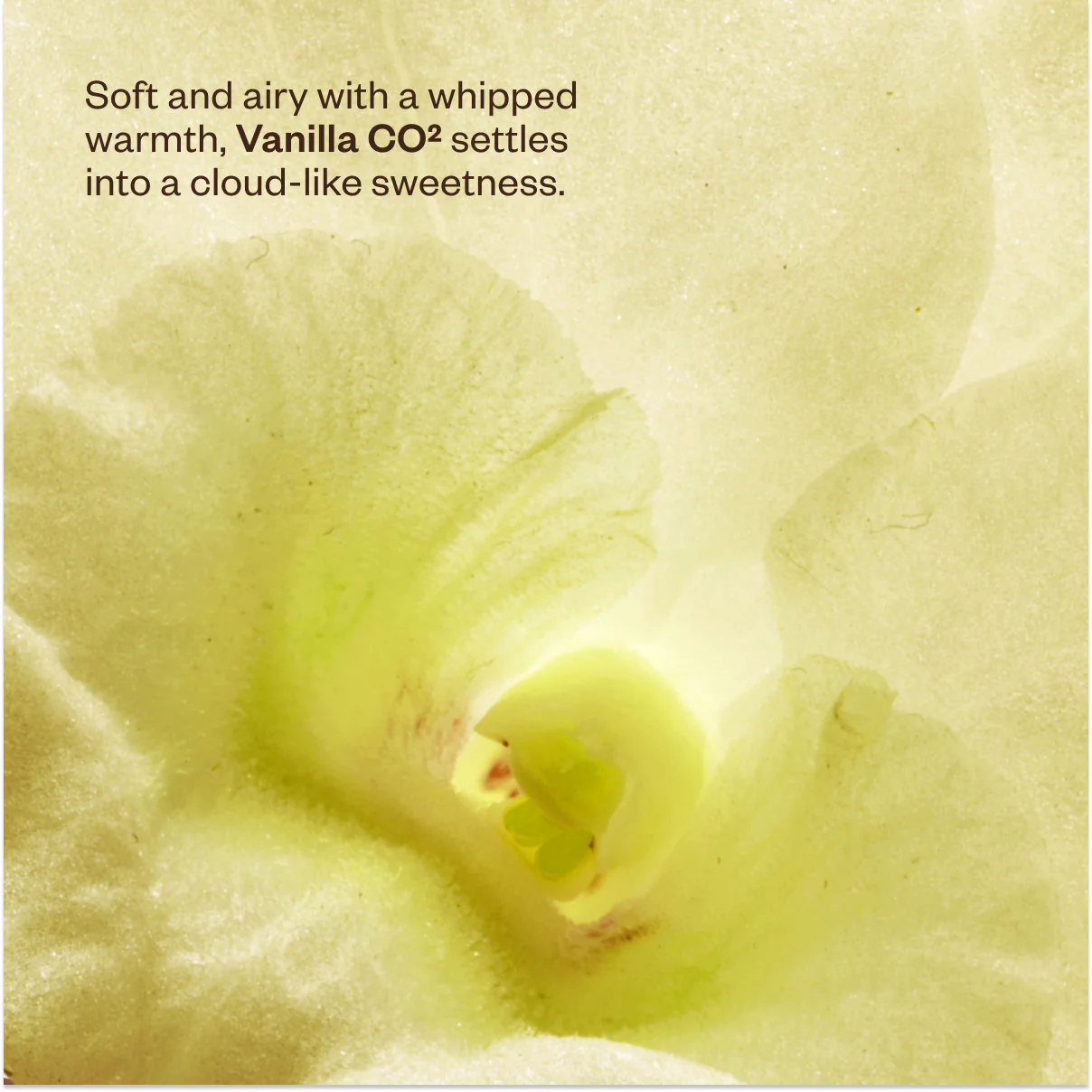 Vanilla Skies - Image 7